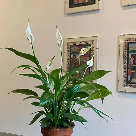 ゲストハウス Martel - Centro Brignole